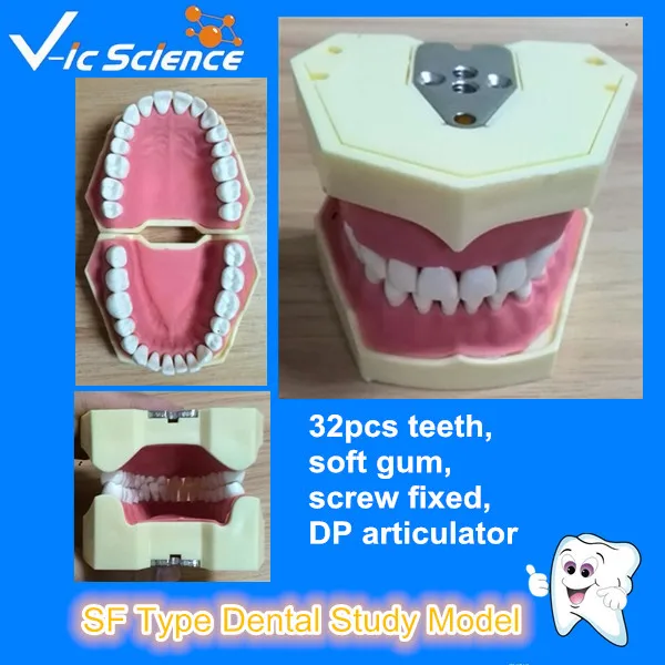 

Good quality SF Type Dental Study Model