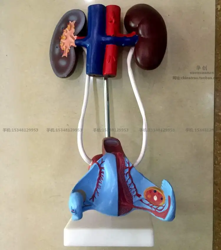 

medical Genitourinary system model female male medical man women human Visceral anatomy model education training urinary system