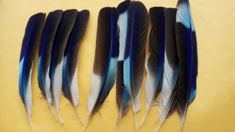 Wholesale free shipping high quality rare 100pcs Natural pheasant  feathers  7-10cm/3-4inch Decoration collect diy