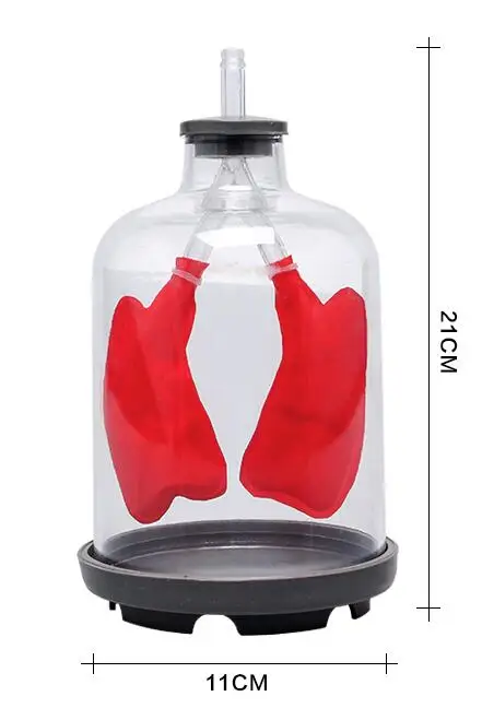 Modelo de respiración pulmonar, sistema respiratorio humano, modelo de músculo del tabique simula el movimiento