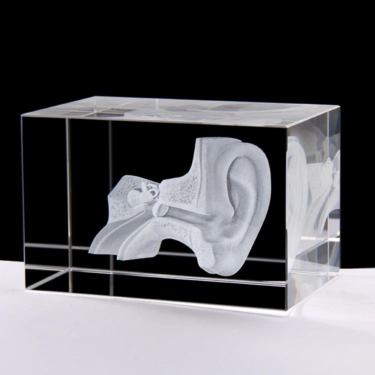 3d crystal engraving Ear anatomical model Medical Student Teaching Gifts