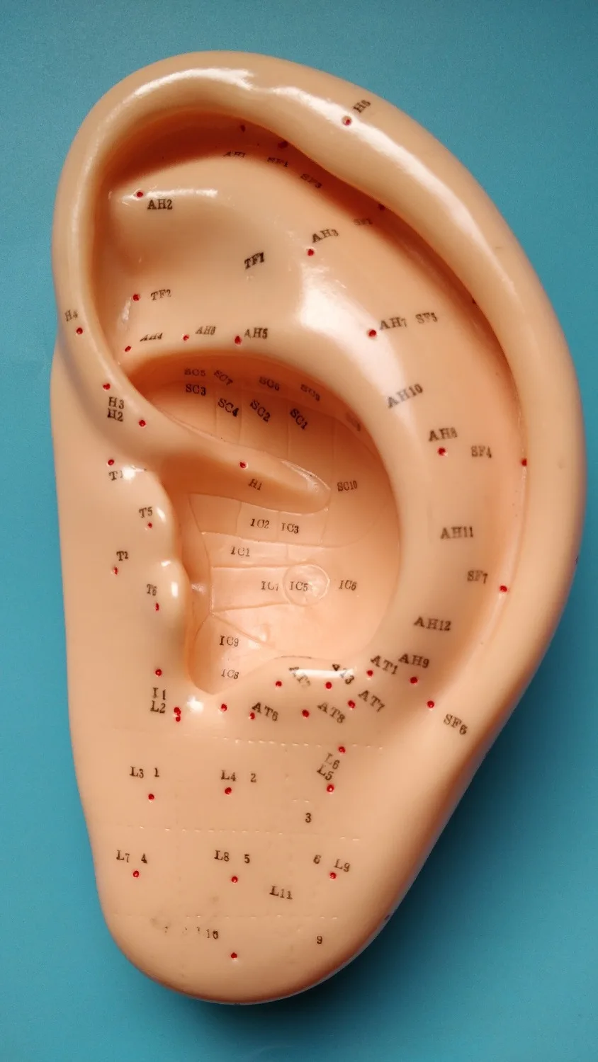 22CM EAR ACUPUNCTURE MODEL,  With base, Auriculotherapy Ear massage model