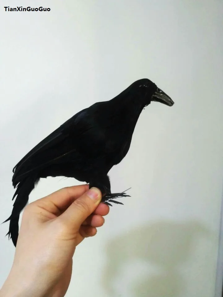 Halloween decoration,large 30cm black crow bird hard model foam&feathers bird prop,craft s1280