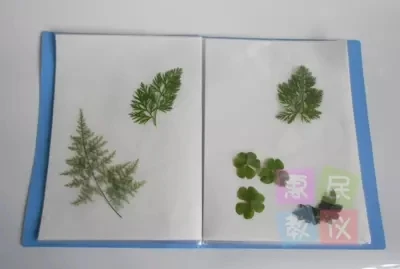 

Plant specimen folder Absorbent paper Collection book A4 Filing Products /folder Save the leaf holder 20 pieces