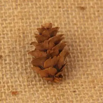 Mini prawdziwe naturalne szyszki sosnowe szyszki sosnowe dekoracyjne Pinecone cacko ozdoba na choinkę dekory domu 5 sztuk/worek