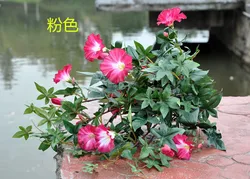 Factory outlets] morning glory flower factory simulation artificial flowers simulation flower wedding housewarming opening with