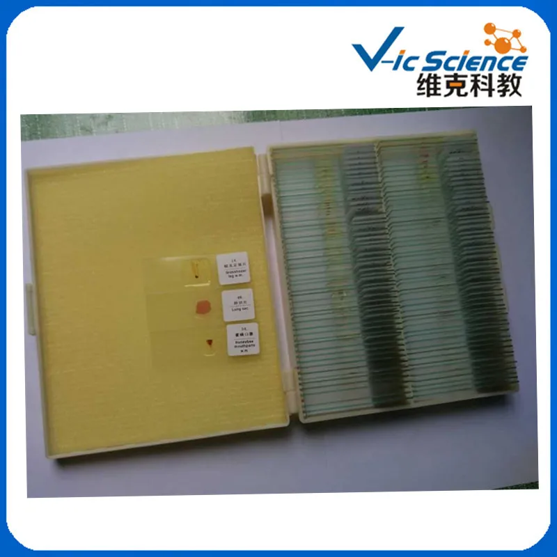 100PCS Zoology Educational Prepared Slides