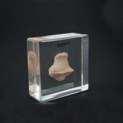 Real Sea Anemone Specimens In Clear Lucite Middle school biology School teaching aids Educational Equipment