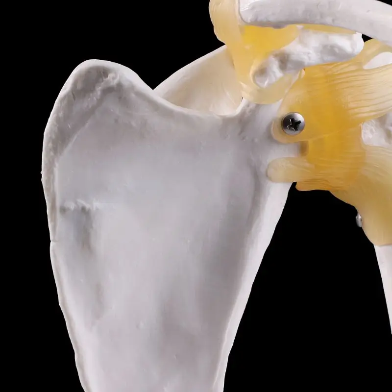 Fonksiyonel anatomik yaşam boyutu İnsan anatomisi İskelet omuz eklemi kemik kas modeli öğretim için çalışma aracı