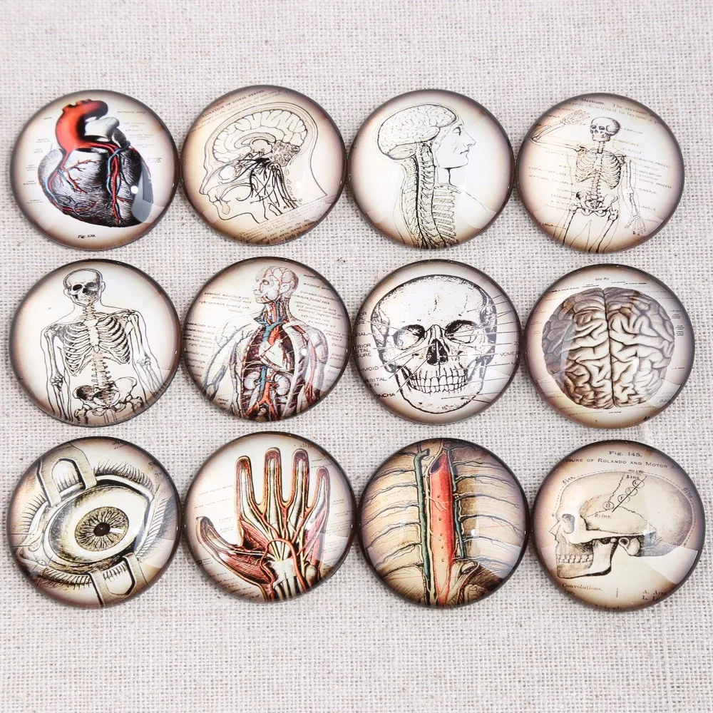 

reidgaller mix Anatomy heart Photo Round Glass Cabochon 20mm 25mm 30mm diy flat back handmade jewelry findings