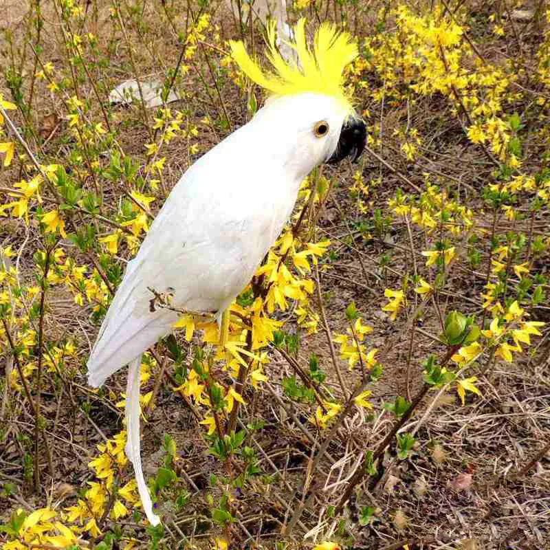 

foam&feathers large 42cm white feathers Cockatoo parrot bird handicraft home decoration gift p0217