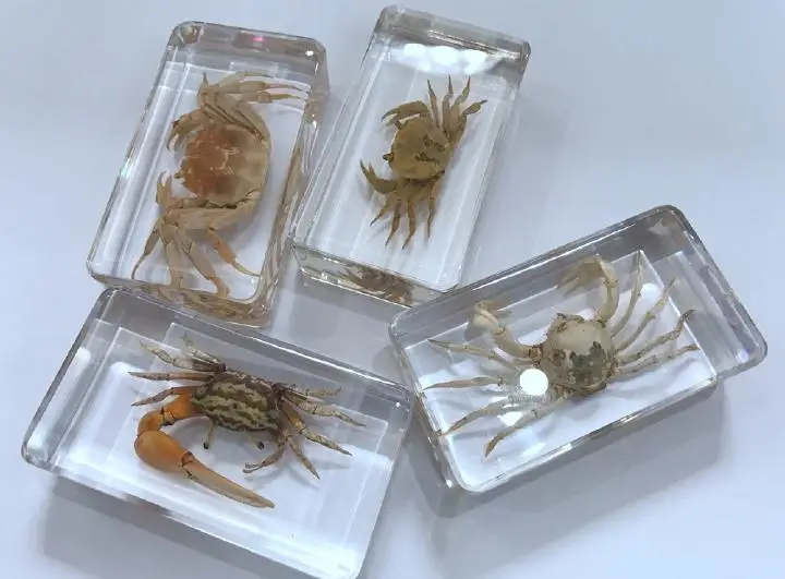 

4 Pcs Vintage Mixed Design Crab Specimen Insect Clear Specimen