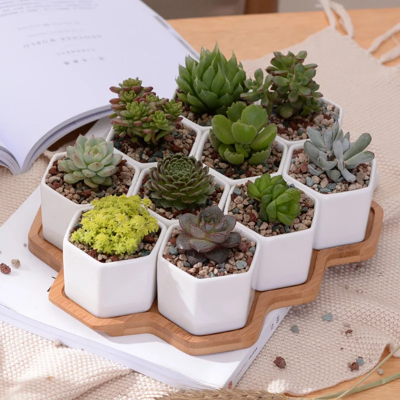 

Pack of 10pcs Hexagon White Ceramic Planters for Succulents Cactus Plants Flower Pot Bonsai with Bamboo Tray Home Tabletop Decor