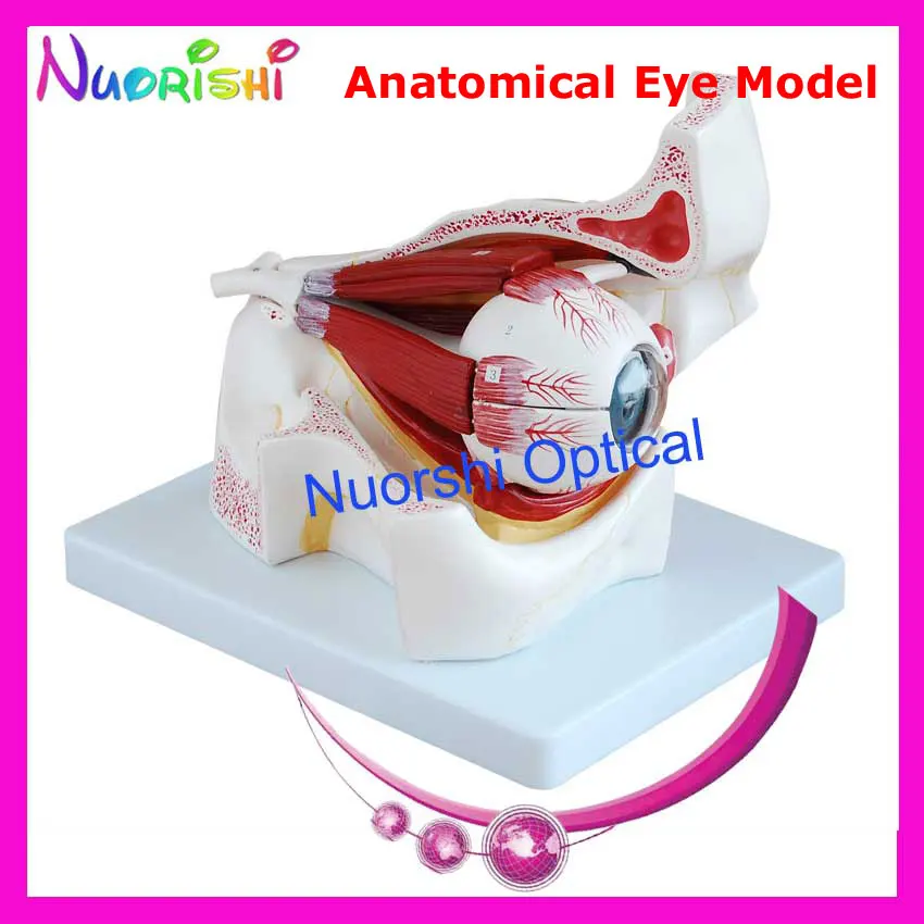 E4605 Magnification 3X Anatomical Human Eye Eyeball Model Eyeball Eye Lowest Shipping Costs