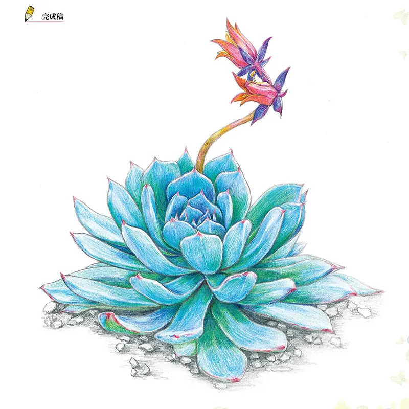 Nuovo libro di tutorial di base sulle matite colorate: impara a 23 libri d'arte in stile succulente