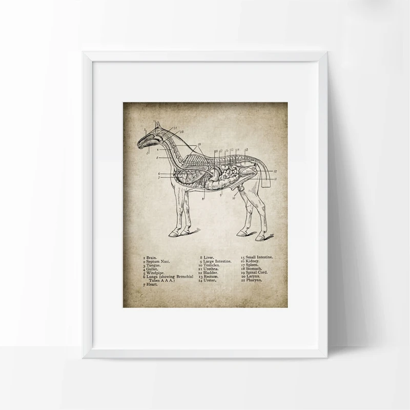 Vintage Horse Anatomy Canvas Posters Print Horse Anatomy Illustration Wall Art Painting Equestrian Pictures Home Room Wall Decor