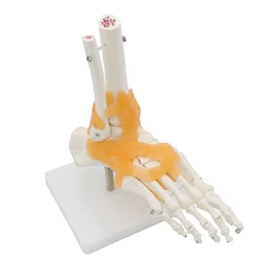 Human 1:1 Skeleton Ligament Foot Ankle Joint Anatomi cal Anatomy Medical Model Human Statues Sculptures High Quality