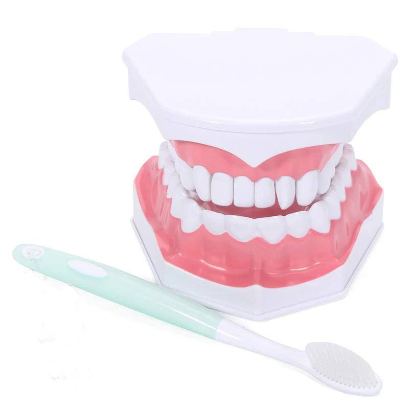 Dental Brushing Model Teach Teeth Model Early Learning Demo Can Pull Teeth Mouth Model Teach Children to Brush Dental Model