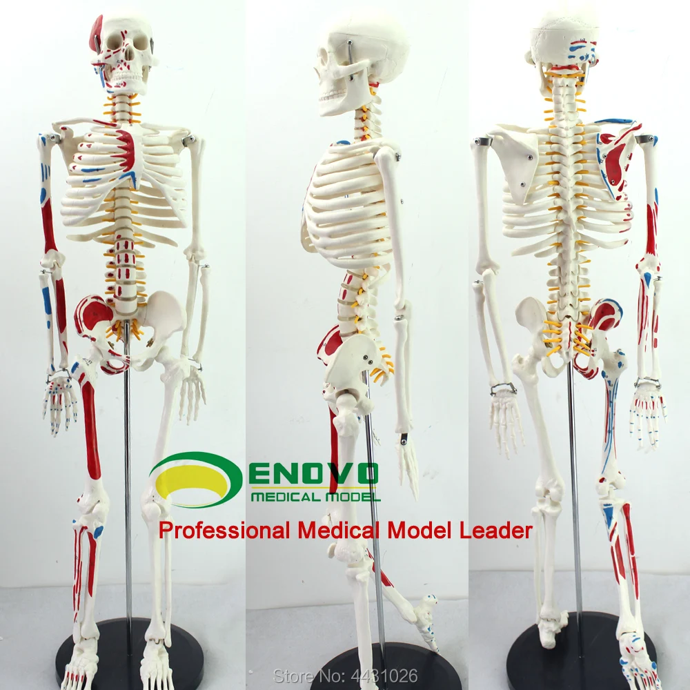 

ENOVO Medical 85CM Human.skeleton Model Neuromuscular Start And Stop Skeleton Yoga Teaching Spinal Column