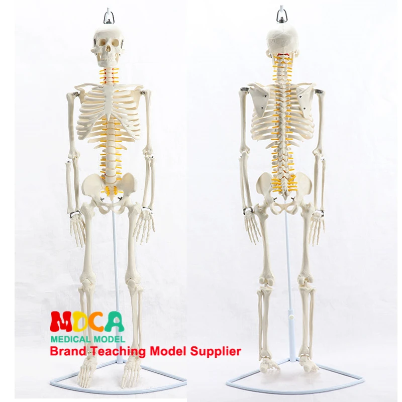 85cm Hanging Type Human Skeleton Model with Spinal Nerve Anatomical Anatomy Model Medical Science Supplies