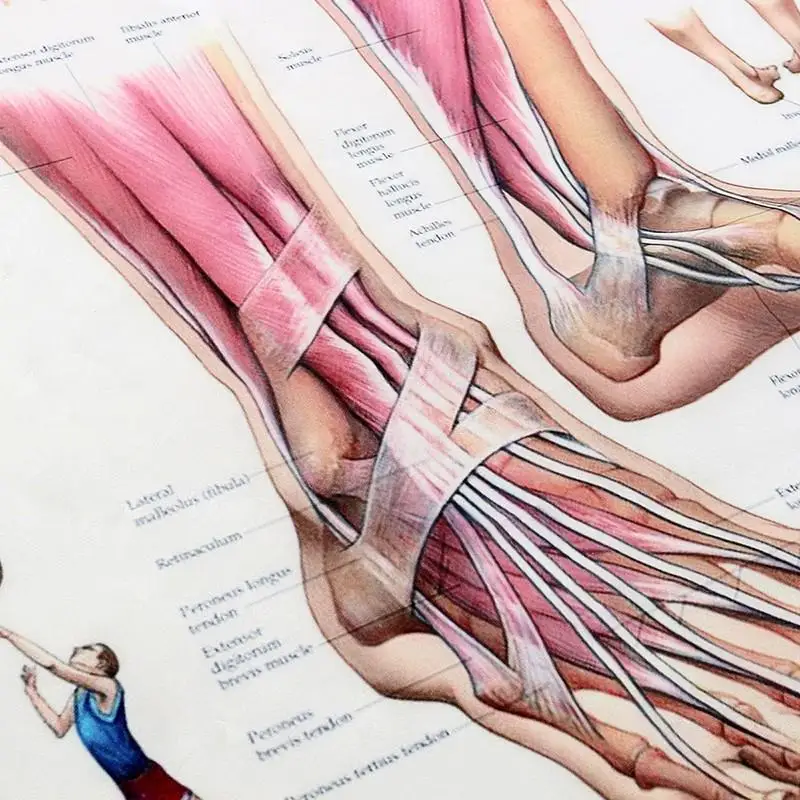 Wykres ciała ludzkiego anatomia stopy i kostki plakat anatomiczny wykres ludzkie ciało edukacyjne dla anatomii człowieka plakaty