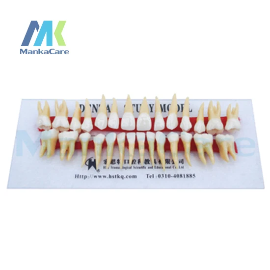 Manka Care - Anatomically Rooted Two Colors Teeth/Anatomy natural size,crown and root are in two color Oral Teeth Tooth Model