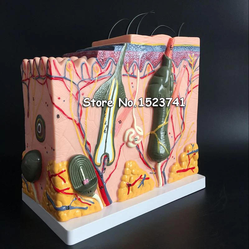 1PC 35X 50X 70X Human Anatomical Skin Subcutaneous Tissue Dissection Medical Model School Hospital Teaching Educational Supplies