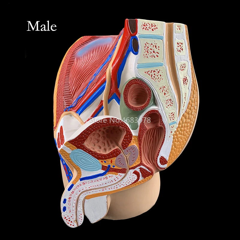 Sagittal Pelvic Anatomy Model Male And Female Male Reproductive Organ Reproductive System Uterus Medical Teaching Model