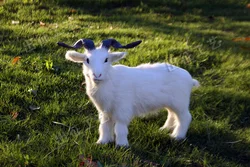 simulation sheep large 38x26cm white sheep,goat model ,polyethylene resin handicraft,props,home decoration a1811