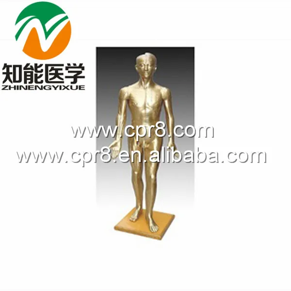 

BIX-Y1002 Human Acupuncture Model(Bronze) 178CM G037