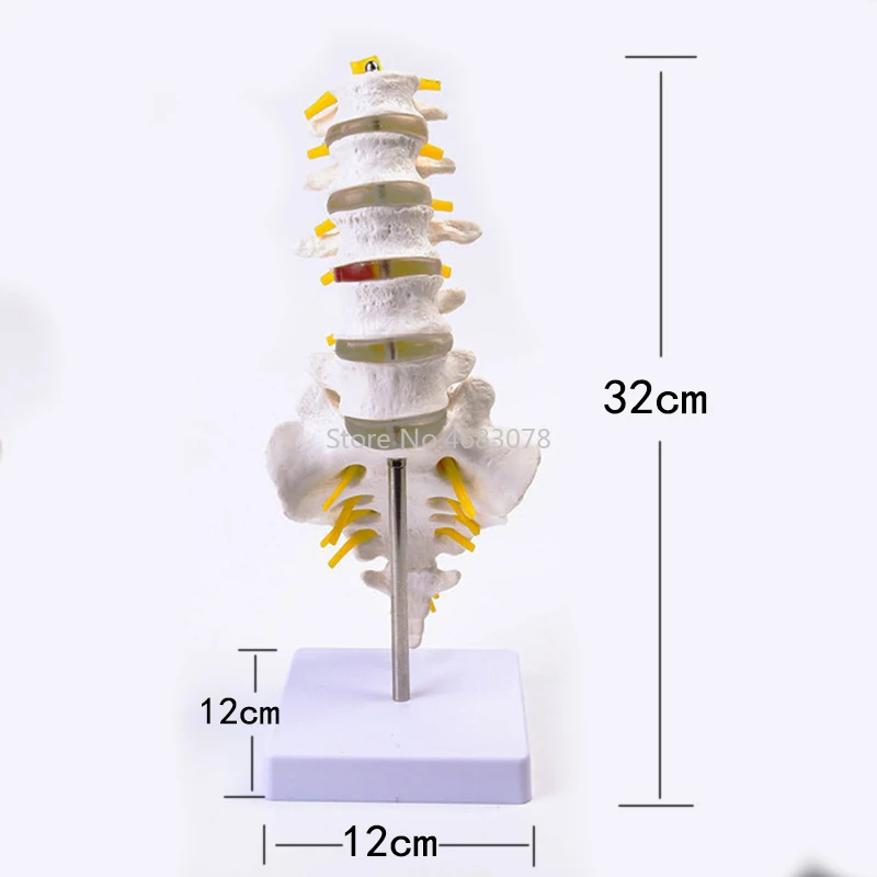العلامة التجارية الجديدة الإنسان الفقرات القطنية التشريحية نموذج القرنية فقرة التشريح لوازم التدريس الطبية 32x12x12 سنتيمتر