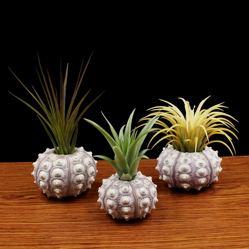 Powietrze rośliny jeżowca Tabletop Tillandsia Holder miniatura