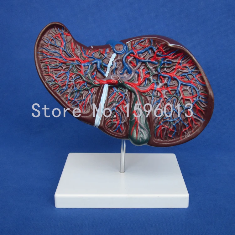 

Anatomical Liver Model, Human Liver with Gall Bladder Model