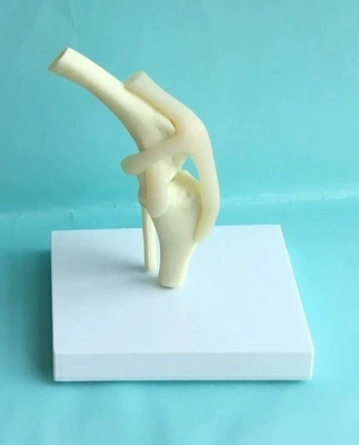 

Dog knee joint model Veterinary teaching model