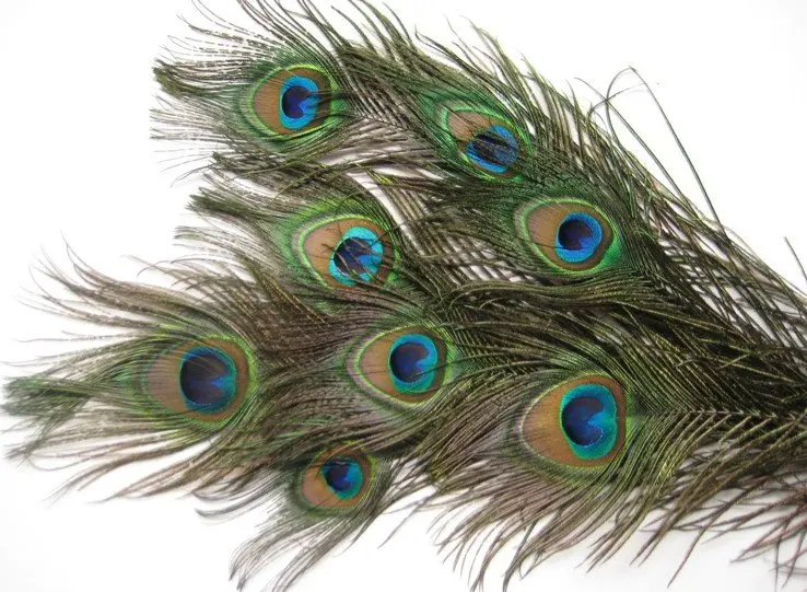 50pcs selected Natural Peacock Feathers - stems 12 inch long with eyes about 1-1.5