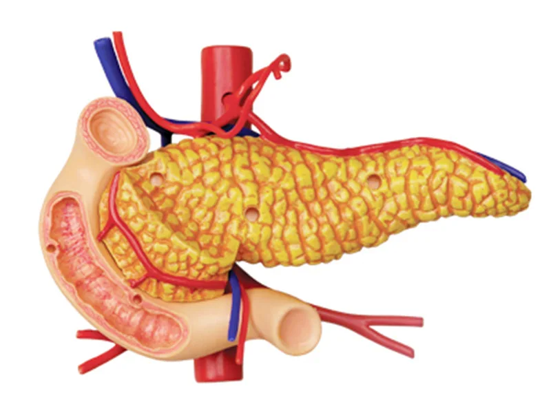 Imagem -03 - Modelo de Anatomia do Estômago Modelo de Anatomia Gamas Sistema Digestivo Humano Estrutura de Órgão Médico Esqueleto 4d