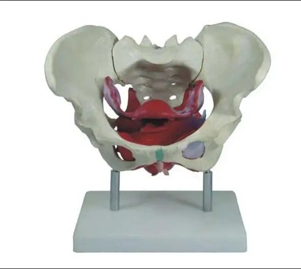 

Модель женской искусственной мышцы таза и тазового дна, модель для обучения анатомии человека