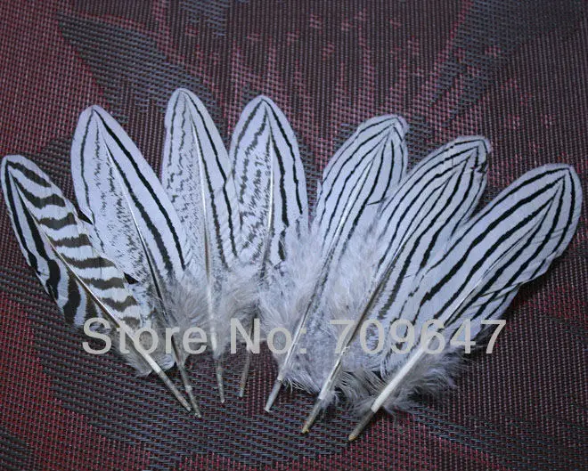 100Pcs/Lot! NATURAL Silver Wing Pheasant Feathers,Feather Headdress,Top with Feathers,Feathers Natural