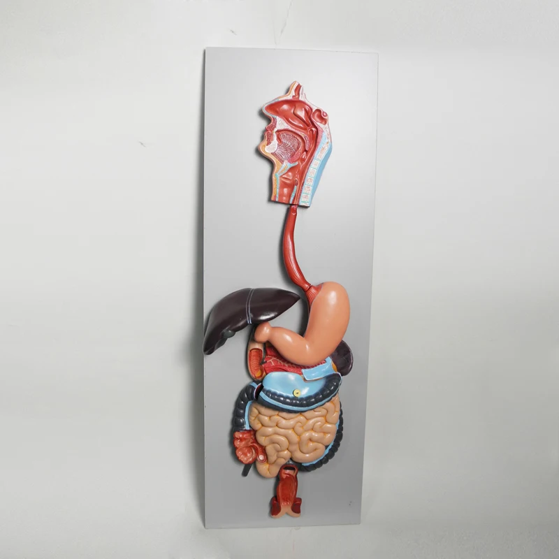 

Medical Education Advance Digestive System Anatomy Model