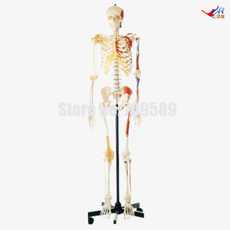 Human Female Skeleton with One-side Painted Muscles(Female), PVC education skeleton