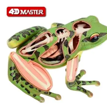 4D Master frog specimen anatomy model visceral skeleton assembly model