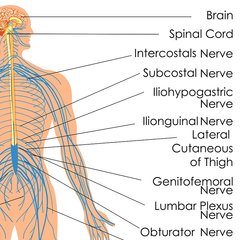 Human Anatomy Nervous System Diagram Prints Office Wall Art Poster Decor Biology Medical Education Chart Art Canvas Painting