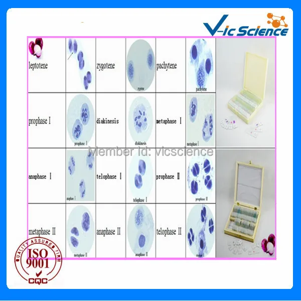 

Cell biology Slide set