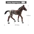 Baby Appaloosa
