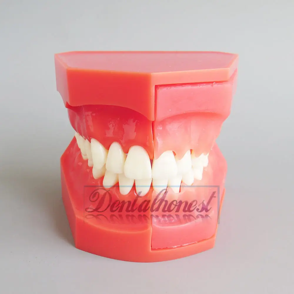 

Dental Model #4006 01 - Teeth Eruption Development Model 2017 New Model