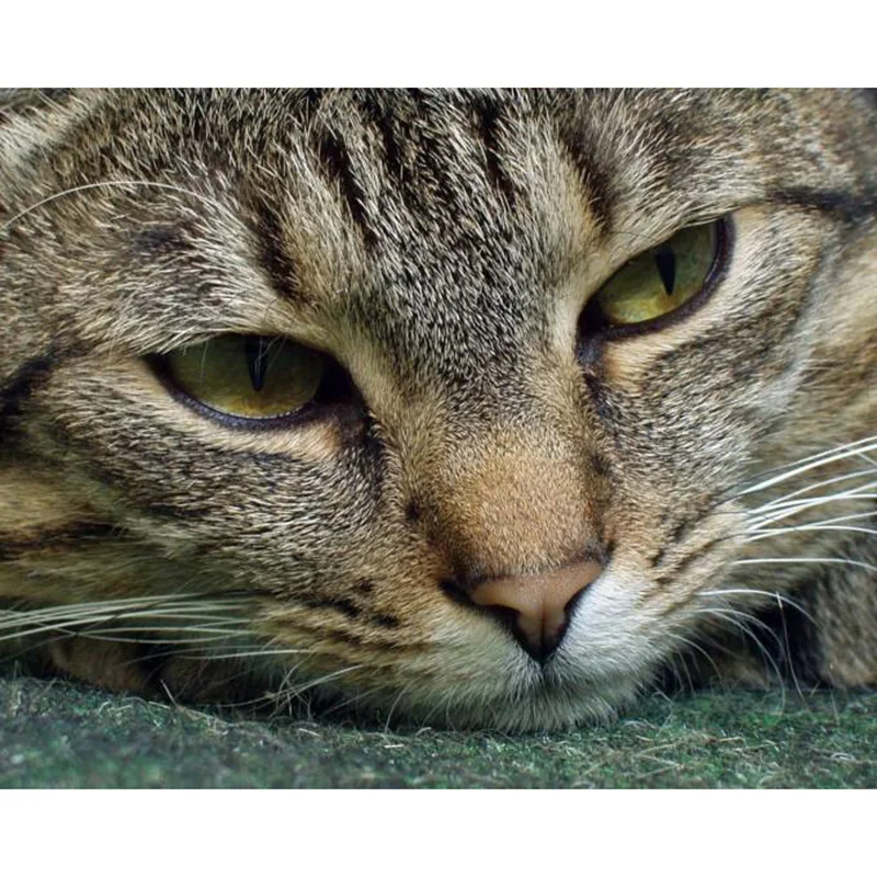 Алмазная вышивка 5D «сделай сам», алмазная живопись, милая кошка, алмазная живопись, вышивка крестиком стразы, мозаика