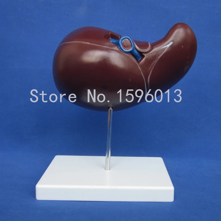 Anatomical Liver Model, Human Liver with Gall Bladder Model