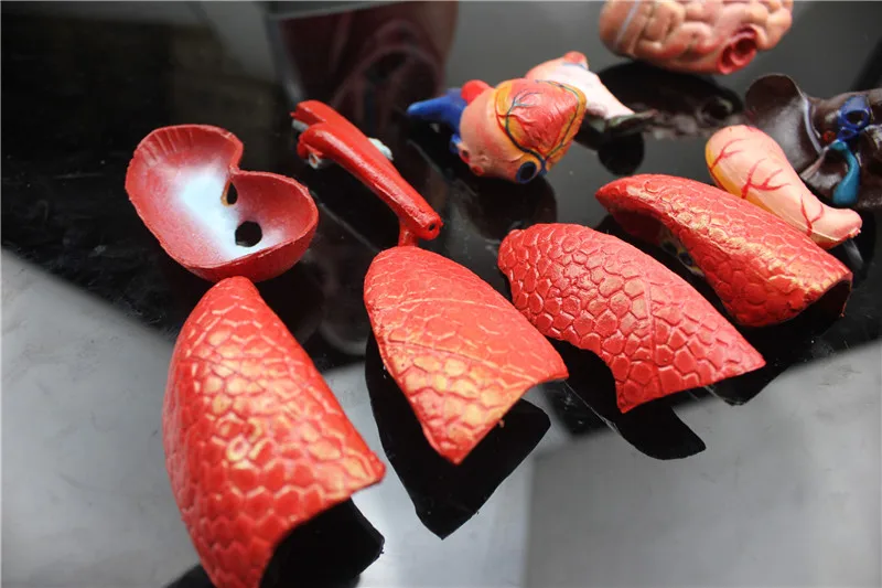 

Medical teaching model 27CM 12part human torso anatomical model human organs visceral muscle model Trunk anatomy model Removable