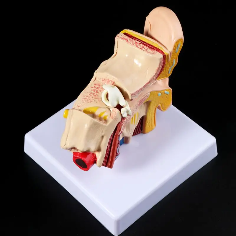 Medical props model 1.5 Times Life Size Human Ear Anatomy Model OrganMedical Teaching Supplies Professional