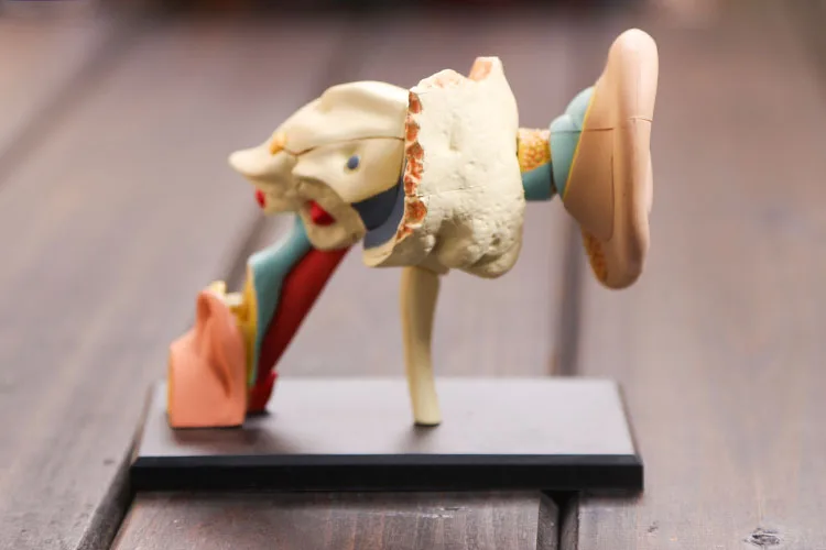 Dental lab Dentist 4D ear human skeleton anatomical model Anatomy model skeleton for sale, 3d puzzle educational toys